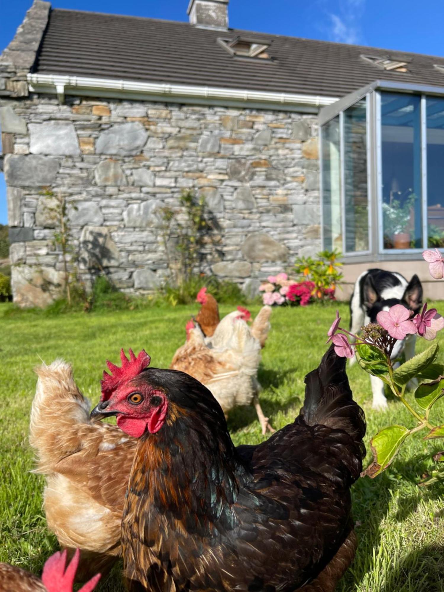 Bed & Breakfast - Shanakeever Farm Clifden Exterior foto