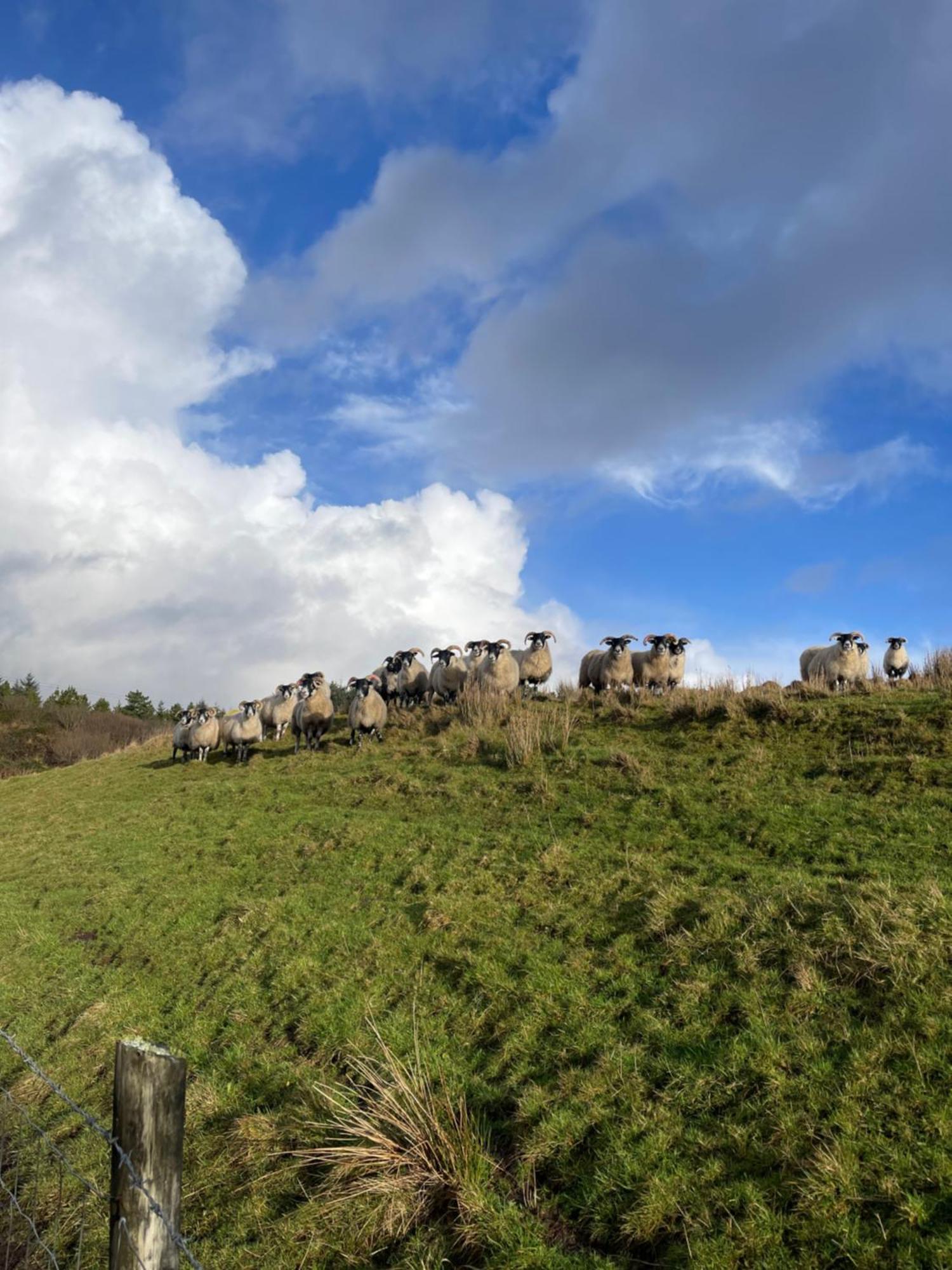 Bed & Breakfast - Shanakeever Farm Clifden Exterior foto